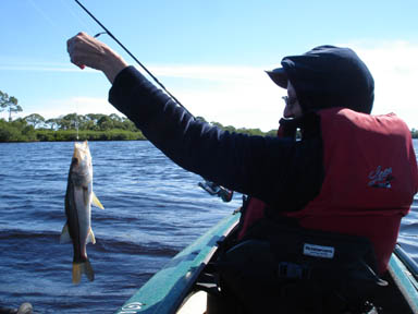 picture of snook