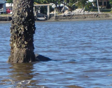 manatee picture
